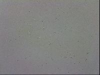 Mesobiotus polaris image