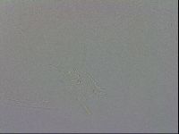 Mesobiotus polaris image