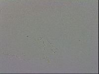 Mesobiotus polaris image