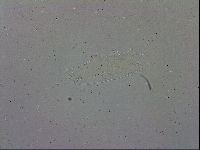 Mesobiotus polaris image