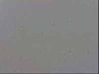 Mesobiotus polaris image