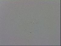 Mesobiotus orcadensis image