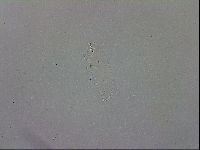 Mesobiotus orcadensis image