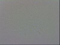 Mesobiotus orcadensis image
