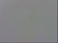 Mesobiotus orcadensis image