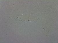 Mesobiotus orcadensis image