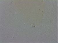 Mesobiotus orcadensis image