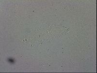 Mesobiotus polaris image