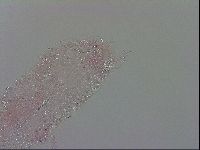 Mesobiotus polaris image