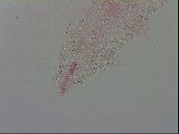 Mesobiotus polaris image