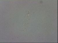 Mesobiotus polaris image