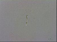 Mesobiotus polaris image