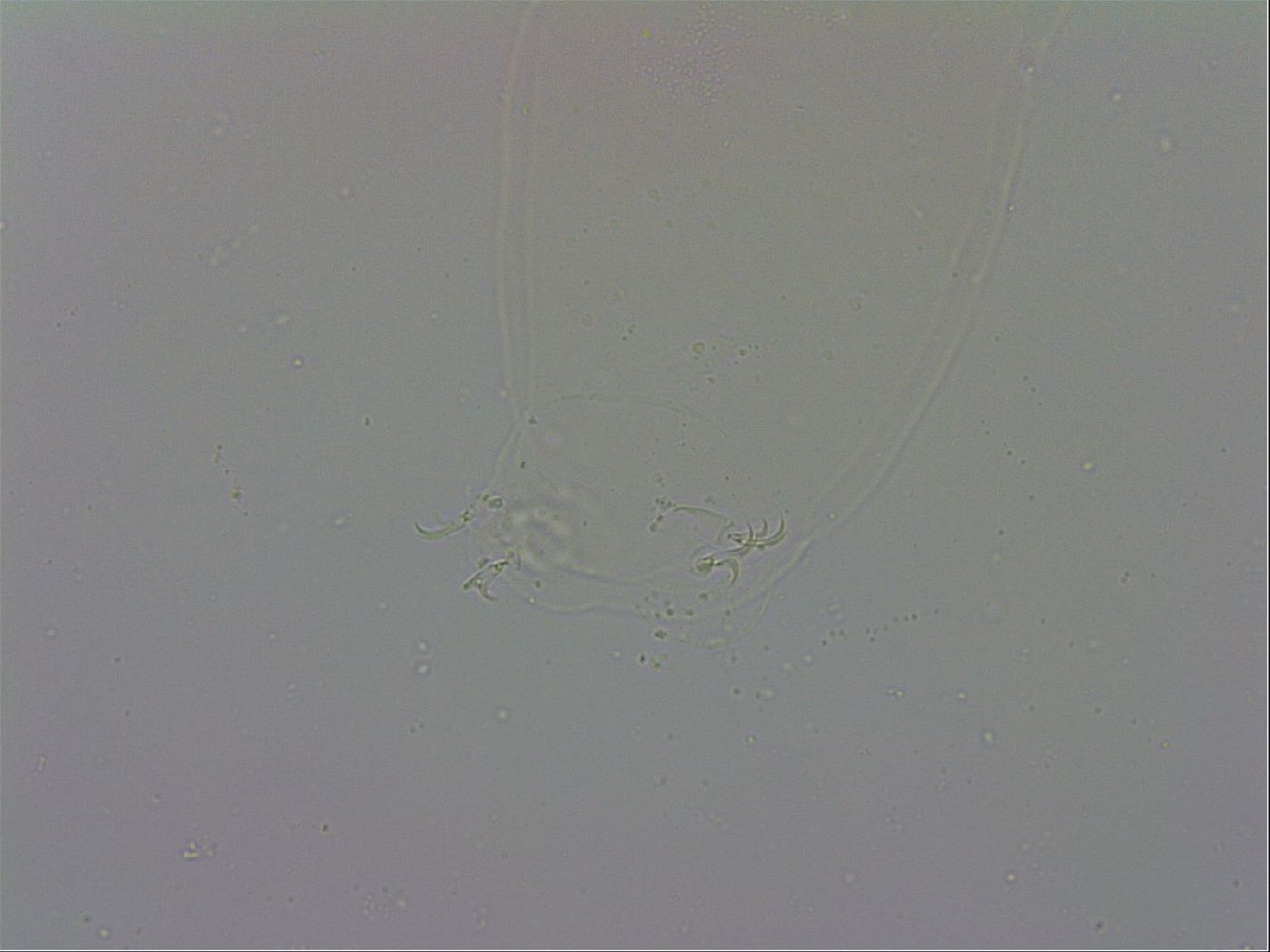 Mesobiotus polaris image