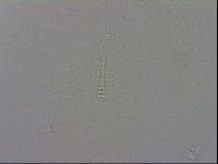 Mesobiotus polaris image