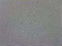 Mesobiotus polaris image
