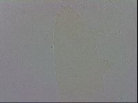 Mesobiotus polaris image