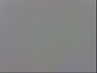 Mesobiotus polaris image