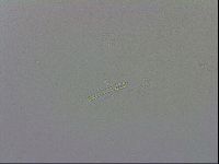Mesobiotus polaris image