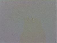 Mesobiotus polaris image