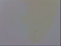 Mesobiotus polaris image