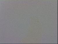 Mesobiotus polaris image