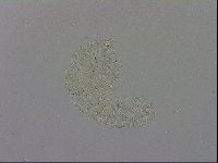 Mesobiotus polaris image