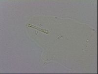Mesobiotus polaris image