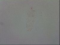 Mesobiotus polaris image