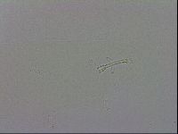 Mesobiotus polaris image