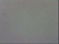 Mesobiotus polaris image