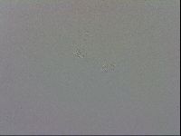 Mesobiotus polaris image