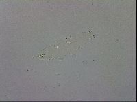 Mesobiotus polaris image