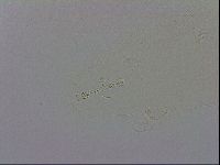 Mesobiotus polaris image