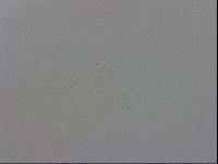 Mesobiotus polaris image