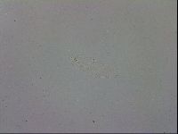 Mesobiotus polaris image