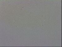 Mesobiotus polaris image