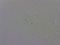 Mesobiotus polaris image