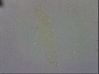 Mesobiotus polaris image
