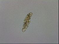 Mesobiotus polaris image