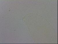 Mesobiotus polaris image