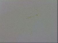 Mesobiotus polaris image