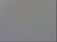 Mesobiotus polaris image
