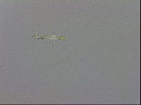 Mesobiotus polaris image