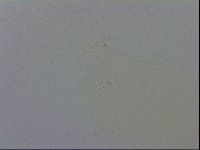 Mesobiotus polaris image