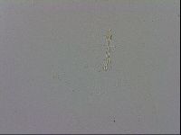 Mesobiotus polaris image