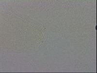 Mesobiotus polaris image