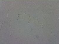 Mesobiotus polaris image