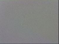 Mesobiotus polaris image