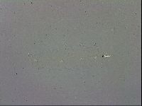 Mesobiotus polaris image
