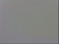 Mesobiotus polaris image